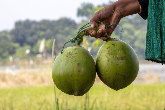 Human hand holding a pair of fresh green tender coconuts outdoors. Fresh organic green coconut tied with fiber string in natural background.