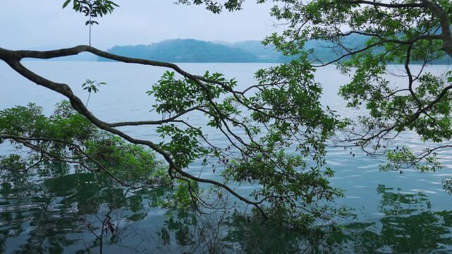 green leaves and tree reflections on calm water