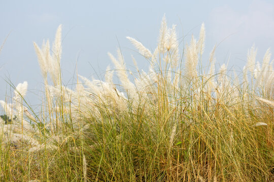 Blooming white wild grass lining a river shore in autumn daylight. Scenic natural countryside landscape with white tall grass and clear sky.