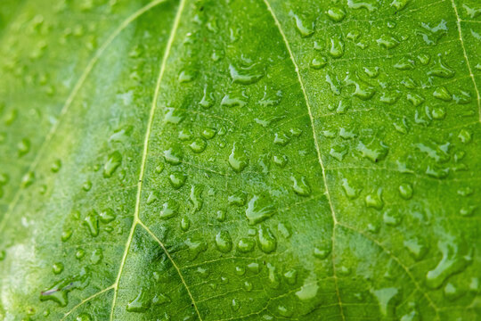 Macro view of water droplets on a vibrant green leaf. Pure nature and morning dew freshness concept.
