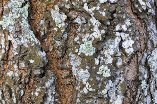 Close-up of rough tree bark texture with pale lichen and moss growing outdoors. Natural wooden background and forestry detail.