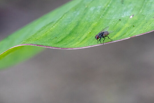 Close-up of a housefly sitting on the edge of a vibrant green leaf. Macro insect in natural environment.