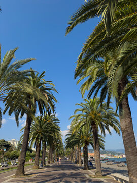 Tall Palm Trees Framing a Clear Blue Sky on a Sunny Day