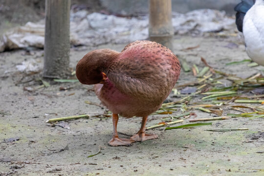 Close-up of a brown duck standing and cleaning feathers in a village backyard. Domestic bird livestock and poultry agriculture.