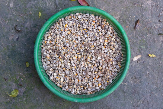Top view of dried corn kernels stored in a round green plastic basket. Agricultural maize harvest and seed storage concept.