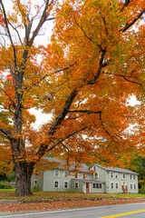 Fototapeta premium autumn yellow trees and residential house