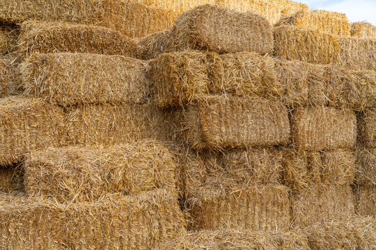 stacked square bales of harvested hay