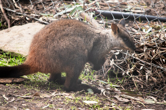 this ia a side view of a southern brush tailed wallaby