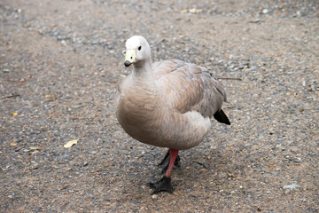 the cape barren goose is waking looking for food © susan flashman