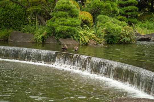 Water flowing over a weir with spot-billed ducks, Heisei Garden, Tokyo