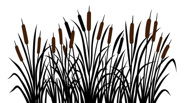 Detailed black silhouette illustration of tall reeds and brown cattails arranged on clean white background