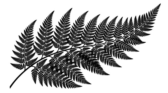 Detailed black fern frond silhouette with intricate leaf patterns isolated on a clean white background illustration