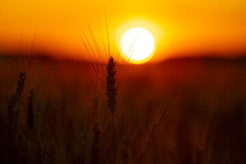 Fototapeta premium Crop silhouette in sunlight. Crop ear against sunset. Golden crop field background. Backlit crop close up.