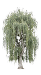 Large weeping willow tree with drooping green branches and gnarled trunk isolated on white background for architectural visualization and design projects © Ayong
