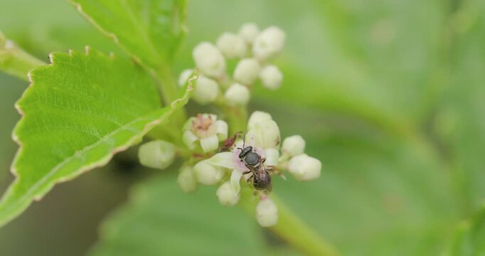 Tiny jumping spider stalks petal edge to ambush foraging small carpenter bee; macro slow-motion