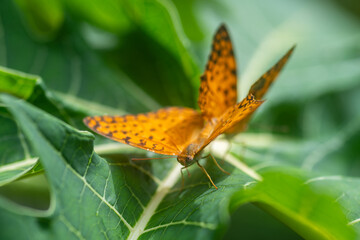 A pair of Common Leopard butterflies (Phalanta phalantha) mates on a green papaya leaf © nilanka