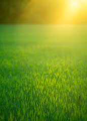 Naklejka premium Field background shows fresh grass. Sunlit field scenery feels calm. Field landscape supports summer outdoors. Green field pattern looks natural.