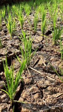 Vertical video of young green rice plants struggling to survive in severely dry, cracked earth. A powerful visual of drought, climate change impacts on agriculture, and water scarcity.