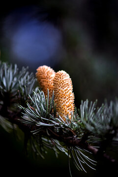 Macro close-up of young pine cones growing on a conifer tree branch in soft dark lighting. Close-up of cedar male pollen cones on pine needles with moody dark background. 