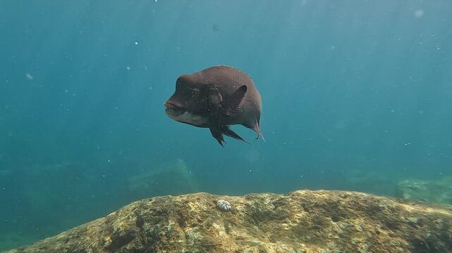 Large bumphead Hogfish swims slowly toward camera in murky sea water