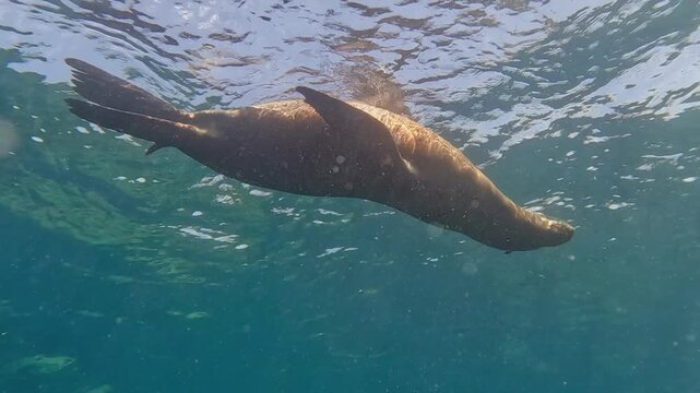 From underwater below, sea lion scratches her chin at water surface