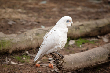 this is a side view of a little corella © susan flashman