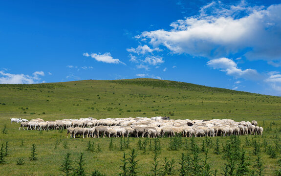 Large flock of sheep grazing on a vast green grassland under a blue sky with clouds