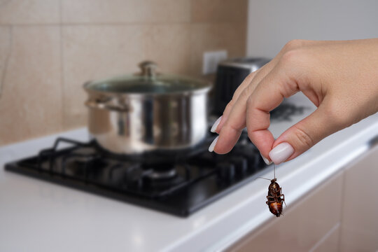 Dead cockroach in hand in spotless kitchen. Concept of pest control and home cleanliness