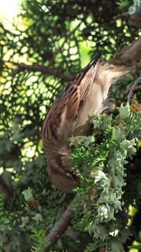 Male house sparrow (Passer domesticus) feeding on thuja seeds