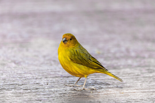 Bird Sicalis flaveola, Puerto Iguazu, Argentina