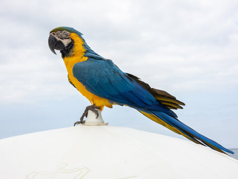 Bird Blue-and-yellow Macaw (Ara ararauna), Brazil, Brazil