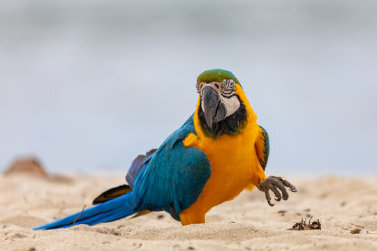Bird Blue-and-yellow Macaw (Ara ararauna), Mambucaba, Brazil