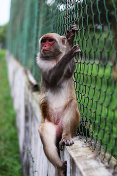 Rhesus macaque monkey climbing on a green wire fence in a park setting for wildlife conservation