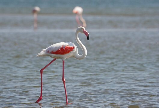 Flamingos at a lagoon in Namibia