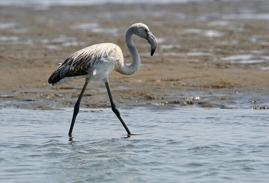 Flamingos at a lagoon in Namibia