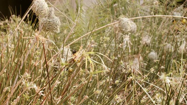 Weaver bird colony with several woven grass nests hanging among reeds and sedges as a male works on a nest in Zambia, Africa.