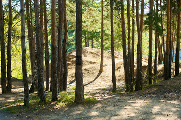 Naklejka premium Pine trees growing on sandy hill in woodland landscape representing nature conservation. Image suitable for outdoor travel promotion and forestry marketing