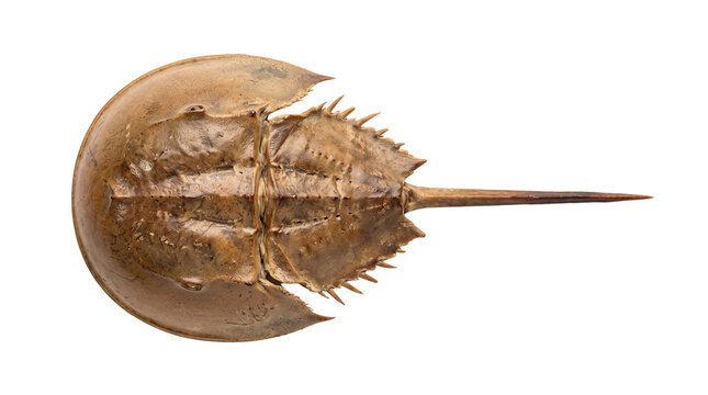 Horseshoe crab specimen detail, Atlantic horseshoe crab shell, marine biology educational view, limulus polyphemus exoskeleton specimen isolated PNG with Transparent Background