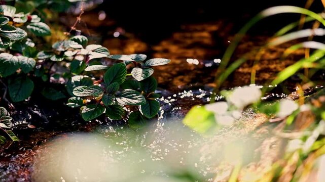 Water gently flows down a stream past shrubs and foliage in dappled light in a forest