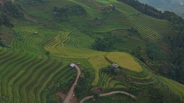 Panoramic aerial footage of the famous mu cang chai horseshoe, with its iconic winding road and lush green rice terraces during a beautiful sunrise