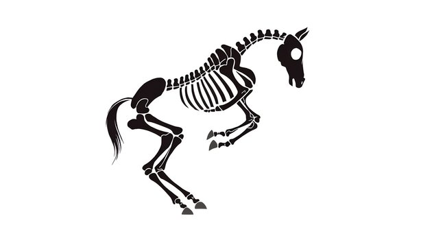 Black horse skeleton illustration in a dynamic running pose, showing detailed bones,