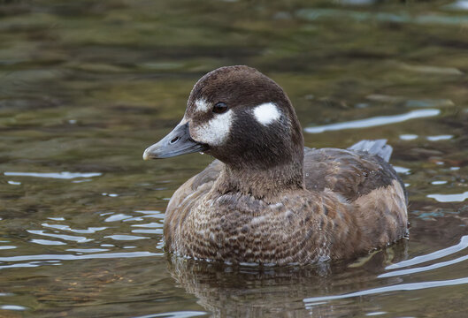 近くに寄って来るシノリガモ(Harlequin Duck)の雌