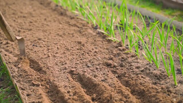 Hoe making seed furrows in loose soil beside a garden bed with young garlic