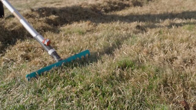Raking dry grass and thatch from a lawn with a garden rake close-up