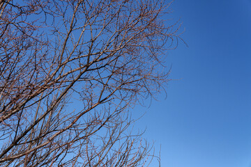 Obraz premium Leafless Tree Branches Spread Across a Clear Blue Sky