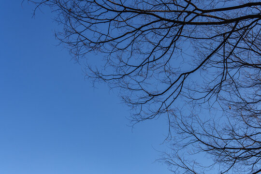 Bare Tree Branches Silhouette Against Clear Blue Sky