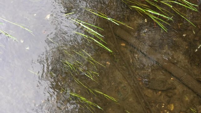 Fascinating top-down view of a water strider moving across the surface of a clear, shallow stream, creating tiny ripples over the rocky bottom and submerged green aquatic plants
