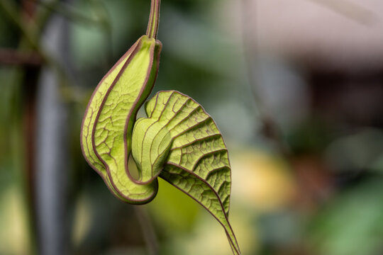 Close-up of an unusual Aristolochia ringens flower with pale green curved lobes and dark purple veining, showing the distinctive shape of the tropical Gaping Dutchman&rsquo;s Pipe.