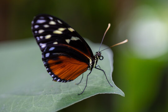Close-up of a Doris longwing butterfly, Heliconius doris, resting on a green tropical leaf, showing black wings with cream spots and vivid orange markings.