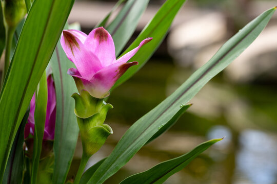 Close-up of a pink Siam tulip, Curcuma alismatifolia, blooming among long green leaves with a softly blurred natural background.